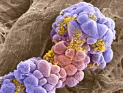 Quimioterapia pode acordar células dormentes de câ