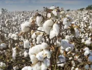 Bahia é o segundo produtor de algodão do Brasil; c