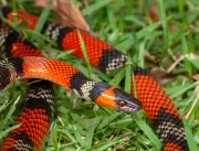 Notificação incompleta de acidentes com serpentes 