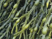Nova Safra: Alga marinha pode ser ingrediente fund