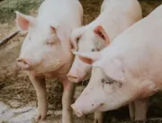 Método da Embrapa transforma dejetos de porcos em energia elétrica e água de reúso
