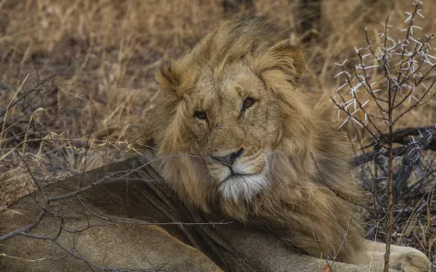 Como é fazer um safári na África do Sul, entre leões famintos e goles de Amarula
