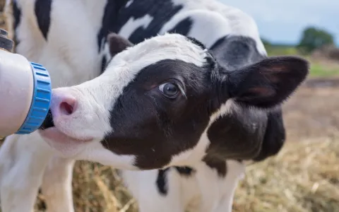 Alimentação de qualidade desde cedo melhora a saúde das vacas ao longo da vida e as deixa mais felizes, avaliam especialistas no 3º Simpósio LifeStart, na Inglaterra