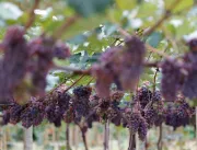 Jundiaí pagará subsídio a 60 produtores de uva