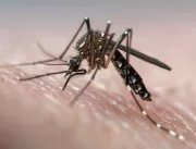 O cenário da dengue para 2024 no país