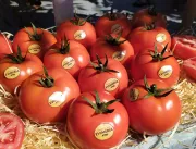 Genética garante melhor rentabilidade à cultura de tomates
