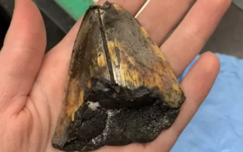 Exploradores encontram dente raro de megalodon dur