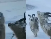  Animais são vistos congelados devido a forte frio