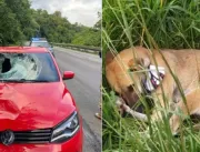 Comovente: Cachorro fica ao lado do corpo do tutor que morreu após atropelamento