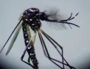 Exército pode ajudar no combate a dengue no Brasil