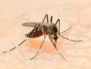 Casos de chikungunya dobram em uma semana em Minas