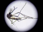 Estado de São Paulo registra mais três mortes por dengue