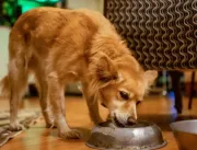 5 Maneiras de incentivar o cão a se hidratar no ve