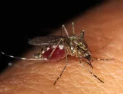Dengue pode causar diversas complicações oculares
