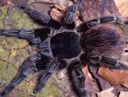 Veneno de aranha brasileira vira esperança de trat