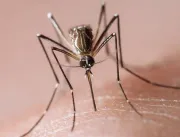 Minas se aproxima dos 100 mil casos de dengue e te