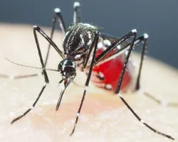 Cidade de São Paulo tem seis distritos em situação epidêmica por dengue