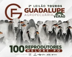 Edição Verão do Leilão Touros Guadalupe Agropecuária oferta 100 reprodutores Nelore PO