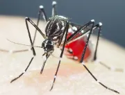 Brasil registrou mais de 19.540 casos prováveis de dengue por dia em 2024
