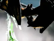 Morcegos com raiva são encontrados em BH e regiões