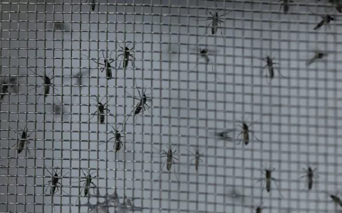 Governo do RS decreta emergência em saúde por dengue