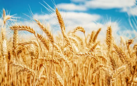 Produtores de trigo ganham novo aliado para o cont