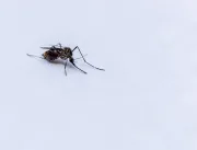 Com mais de 1,68 milhão de casos de dengue, Brasil