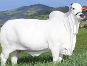 Guinness World Records reconhece Viatina-19 FIV Mara Móveis como a vaca mais valiosa do mundo