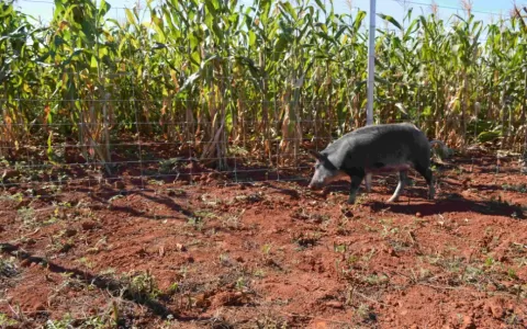 Belgo Arames leva cercas prontas para agricultura 