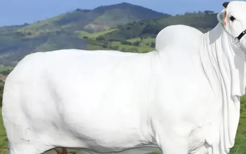 Vaca mais cara do mundo leva vida de luxo em estad