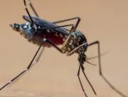 A tempestade perfeita que explica explosão de casos de dengue no Brasil