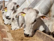 Pecuária intensiva aumenta produtividade e rentabilidade das fazendas na região Norte