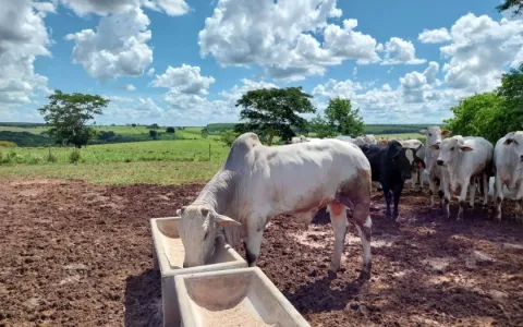 Confinamento Expresso proporciona lucratividade na pecuária em períodos de seca