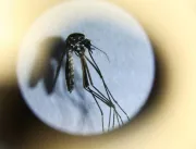 Mortes por dengue no estado de São Paulo aumentam 