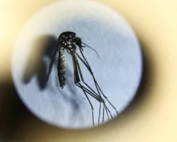 Mortes por dengue no estado de São Paulo aumentam 52% em uma semana