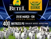 Agro Bank e Agro Betel promovem o Leilão Pilares da Pecuária 2024, com a oferta de matrizes Nelore PO