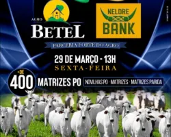 Agro Bank e Agro Betel promovem o Leilão Pilares da Pecuária 2024, com a oferta de matrizes Nelore PO