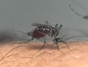 Brasil tem média de 11 mortes por dia por dengue e
