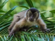 O que cérebro de macacos-prego revela sobre o Alzh