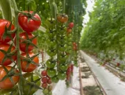 Nunhems inaugura o Centro de Experiência do Tomate