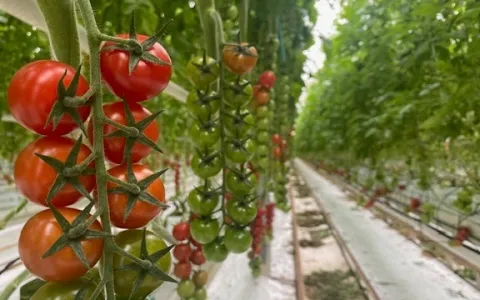 Nunhems inaugura o Centro de Experiência do Tomate