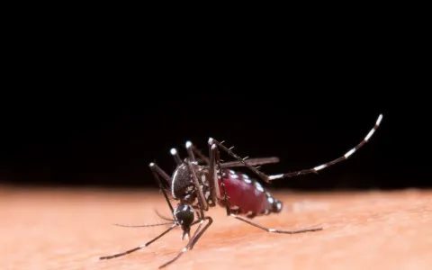 Assim como a Covid-19, dengue também pode apresent
