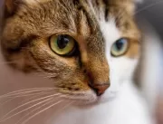 Cistite Intersticial Felina (CIF): enfermidade de 