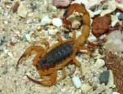 Acidentes com escorpiões têm queda de 62% em Salva