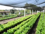 Agricultura: como iniciar um horta orgânica?
