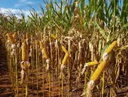 Bayer apresenta novidades em híbridos de milho par