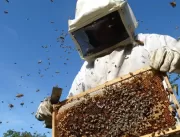 7 passos para começar a trabalhar com apicultura