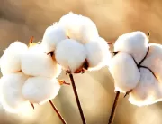 Plantio de algodão 2020/21 deve recuar 8,3% no Bra