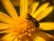 Ecofuturo promove pesquisa sobre abelhas nativas e