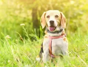 Adestrar cachorro – pesquisa revela que perfil dos